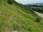 jašterica bystrá (14.6.2013)